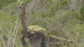 wiki:therizinosaurus_on_beach_cbdep02.png