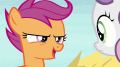 wiki:scootaloo_an_apple_cannon_s7e8.png