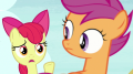 wiki:apple_bloom_no_that_s_crazy_s7e8.png