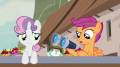 wiki:scootaloo_shouldn_t_have_taken_the_binoculars_s7e8.png