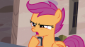 wiki:scootaloo_we_came_here_to_be_spies_s7e8.png