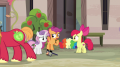 wiki:scootaloo_possible_to_have_two_crushes_at_once_s7e8.png