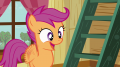 wiki:scootaloo_really_s3e06.png